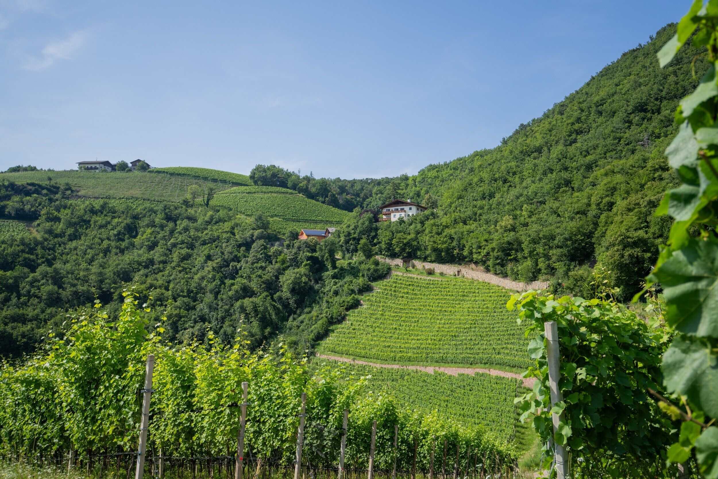 Un vignoble avec des rangées de vignes, une maison située sur une colline et un ciel dégagé.