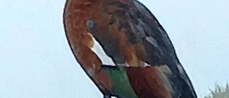 Un pájaro en un tejado.