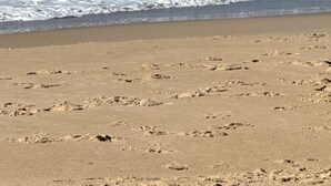 A beach with clear blue water and waves, sandy shore, and footprints. - Noosa Heads House. Resort style pool, surrounded by tropical gardens. Location! (Noosa Heads)
