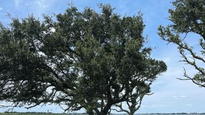 A park with a large tree, a swing set, and a bench by the water. - Charming 2-bedroom cottage in Sneads Ferry with WiFi and AC (Sneads Ferry)
