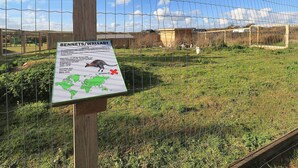 Une pancarte contenant des informations sur le parc où vivent les wallabys, notamment une carte et une photo d’un wallaby.
