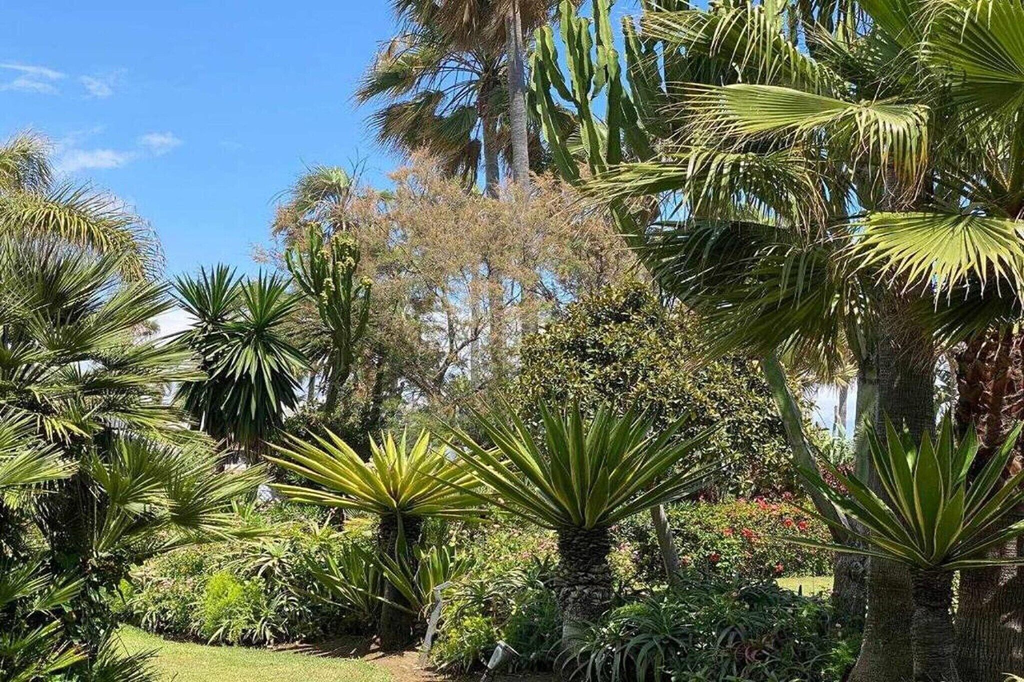 A lush garden with various tropical plants and palm trees.