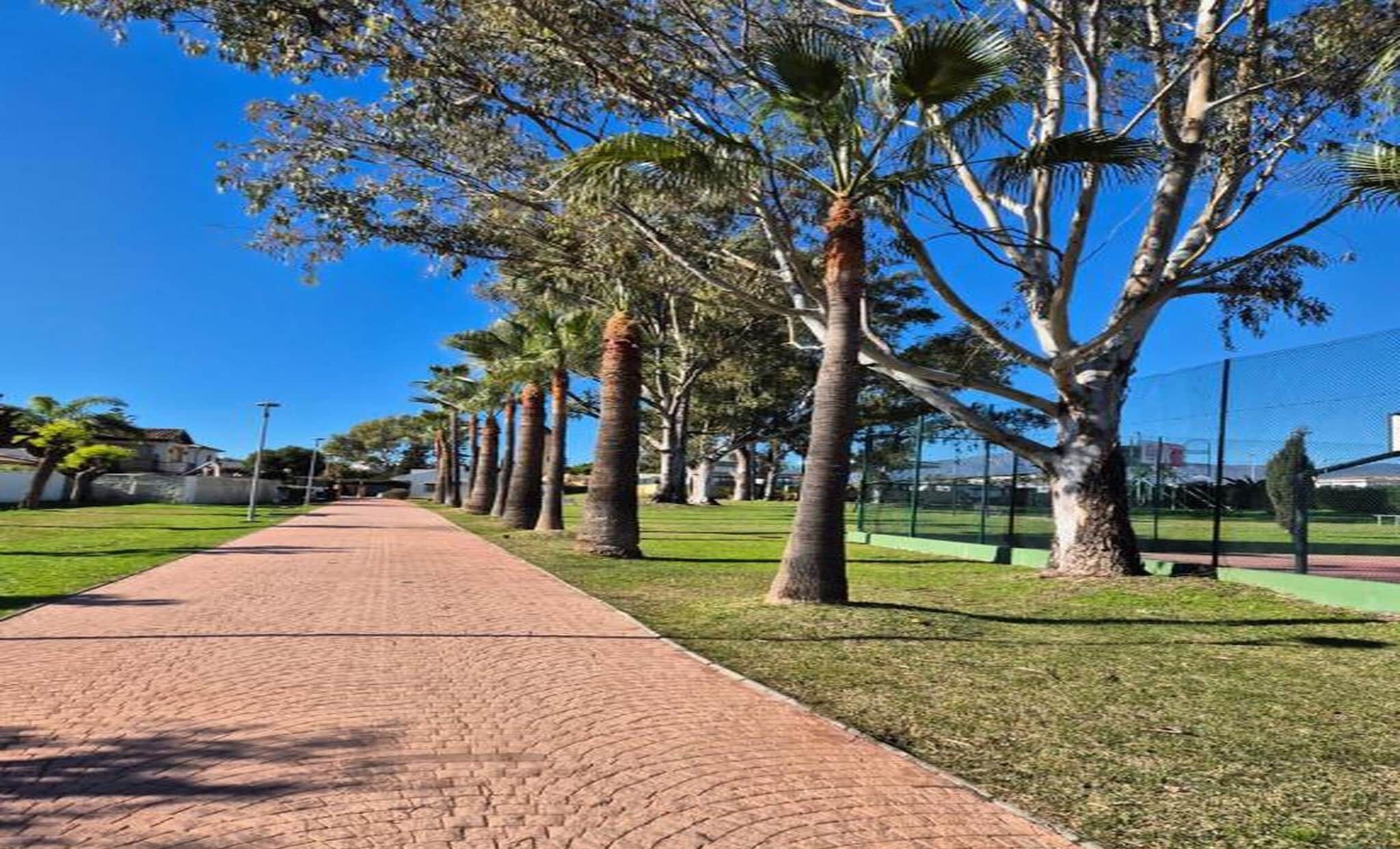 A paved pathway lined with palm trees and a clear blue sky.