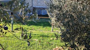 A stone building with a tiled roof, surrounded by a grassy area and olive trees.