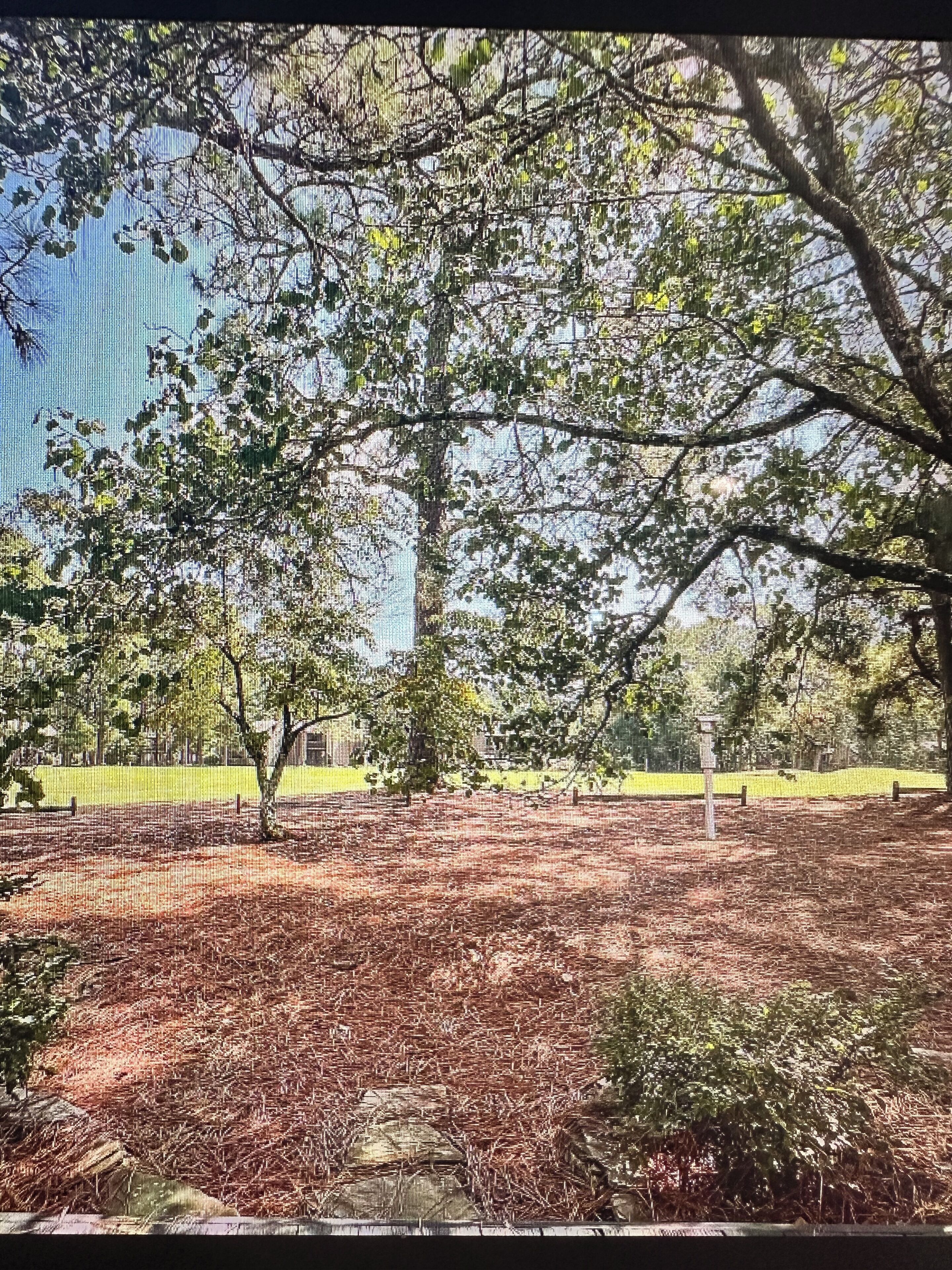 Un parc avec un grand arbre, une pelouse et une clôture.