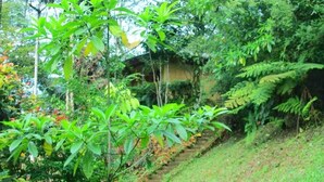 A lush garden with a variety of plants and a stone staircase leading to a building. - Sinharaja Eco Lodge  (Neluwa)