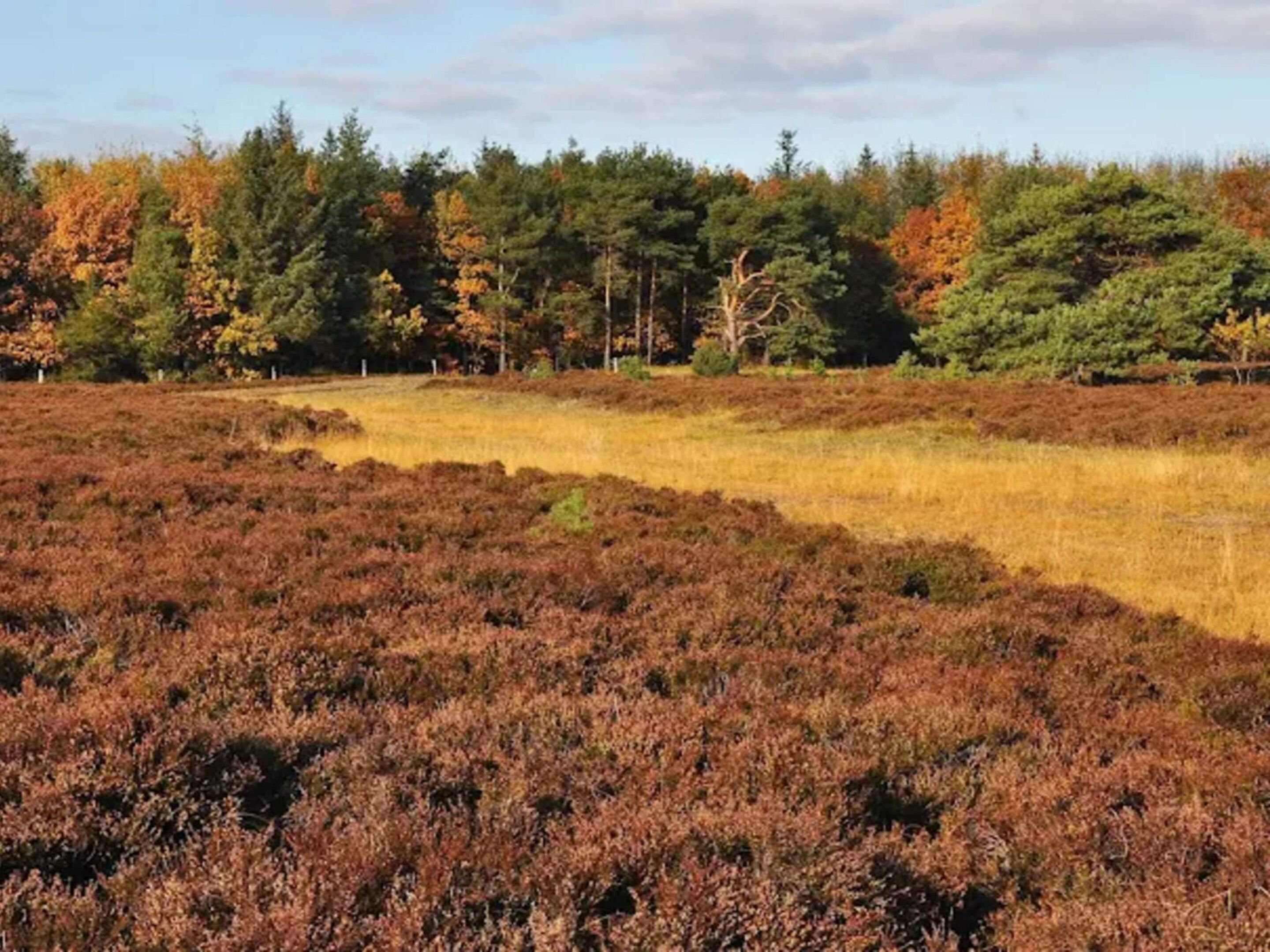 A natural landscape with a field of heather and a line of trees in the background.