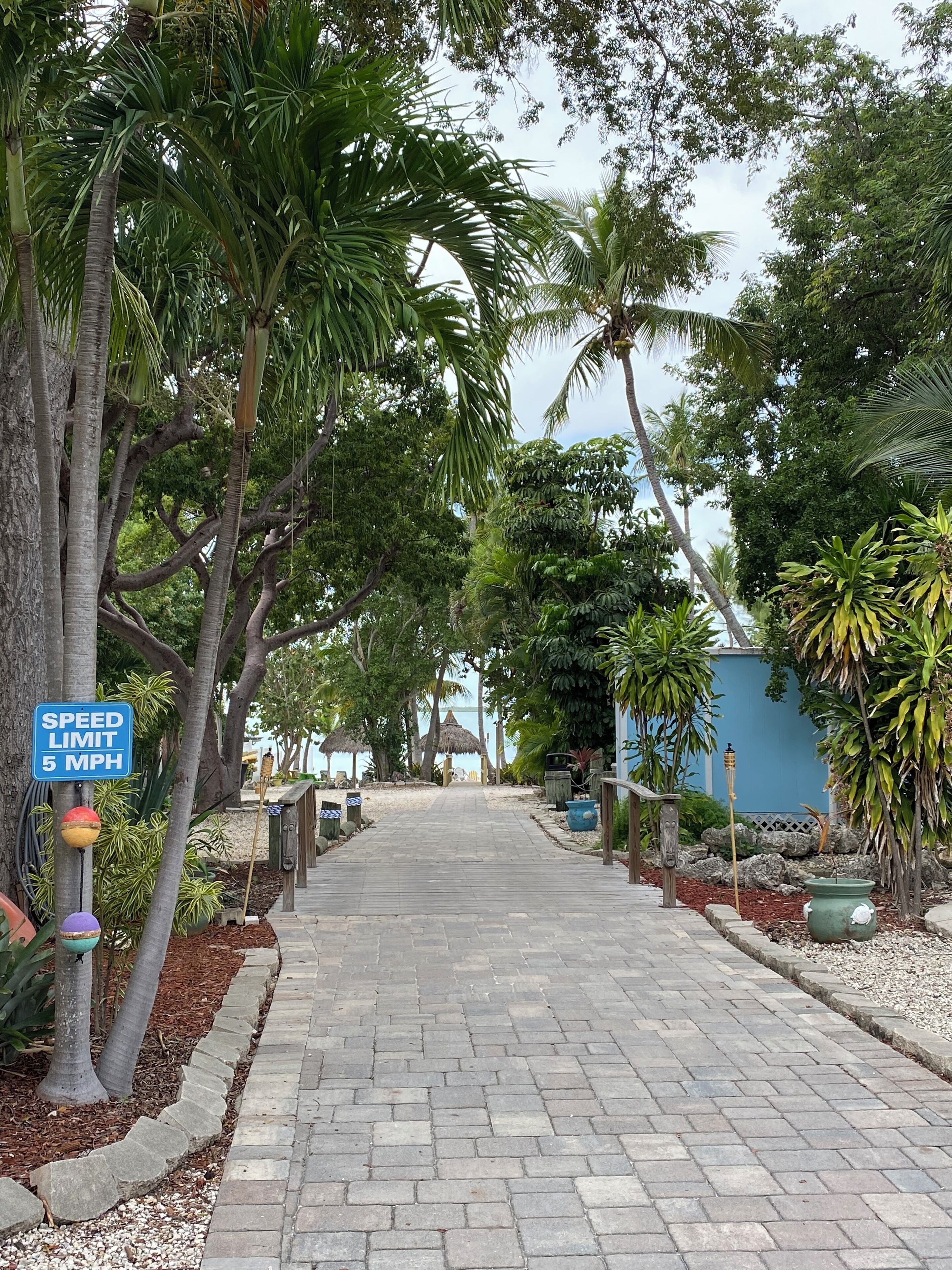 A paved pathway lined with palm trees and a speed limit sign indicating 5 MPH.