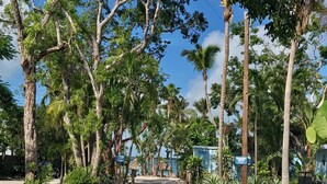 A pathway lined with palm trees and a speed limit sign of 5 MPH. - Seafarer Key Largo (Key Largo)