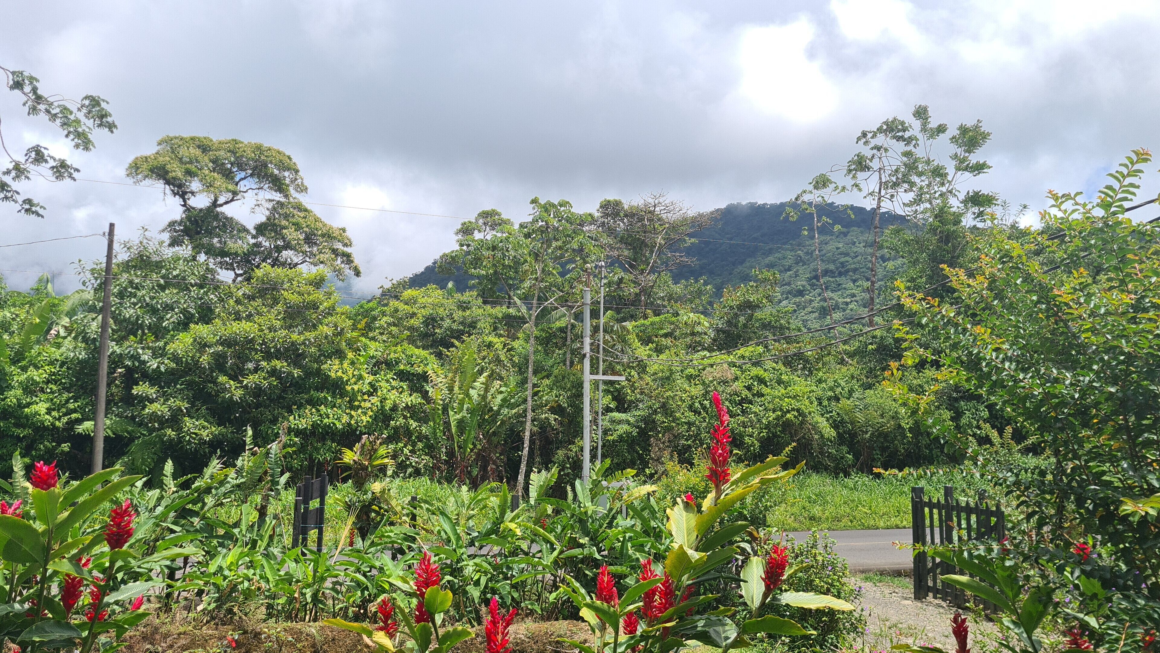Un exuberante jardín con diversas plantas y flores, un sendero pavimentado y una montaña al fondo.