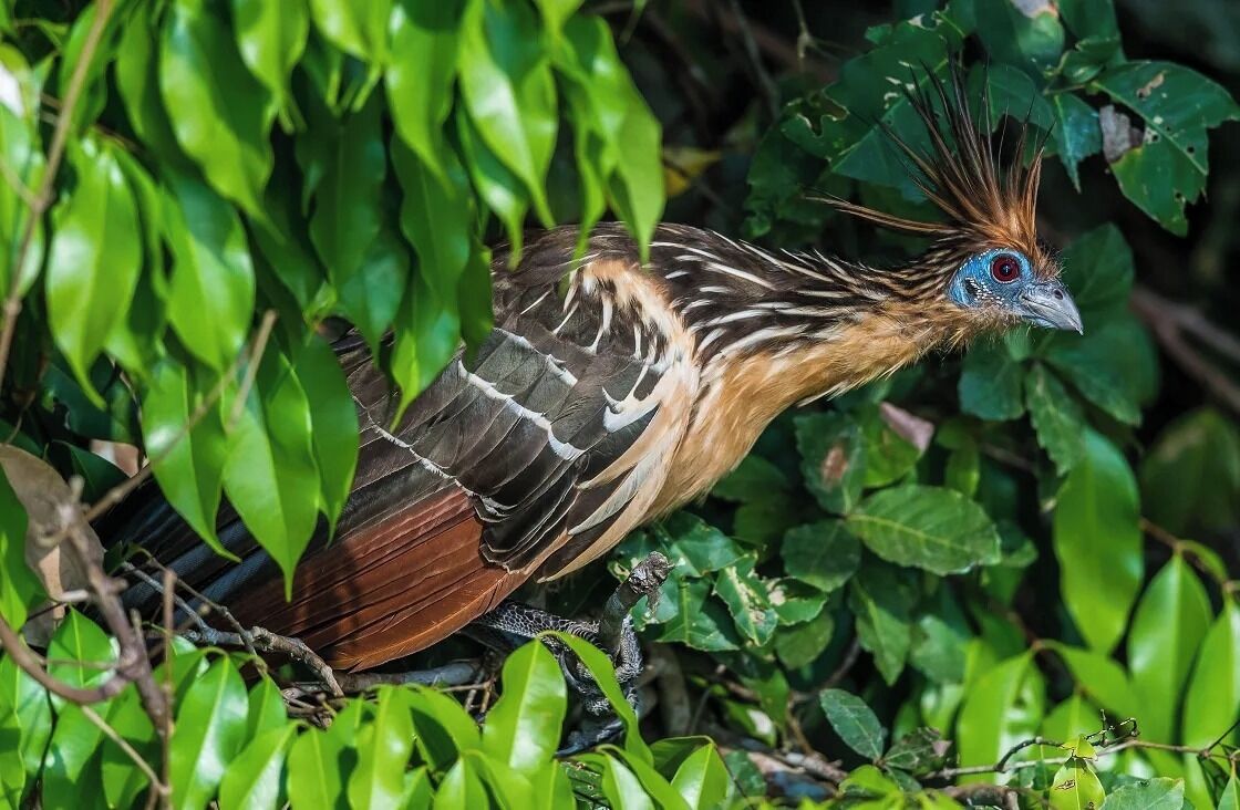 Un oiseau au plumage distinctif, doté d’une crête et entouré de feuillage verdoyant.