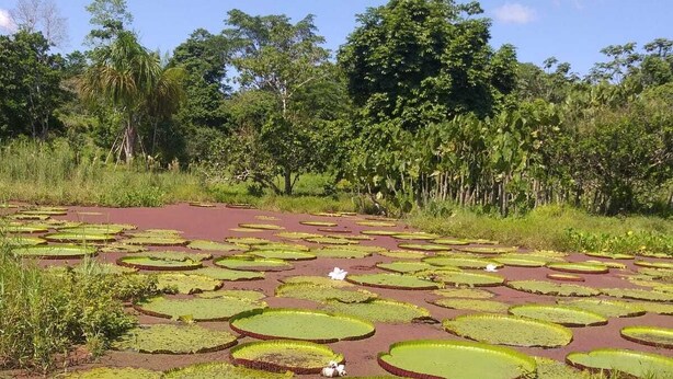 A natural landscape with water lily pads and a white bird in the foreground.