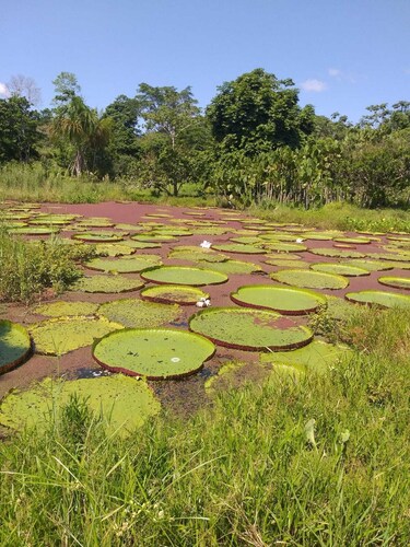 Amazon Nativo Lodge Tour and Excursion in the amazon jungle, Iquitos, Peru