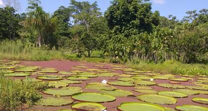 Amazon Nativo Lodge Tour and Excursion in the amazon jungle, Iquitos, Peru