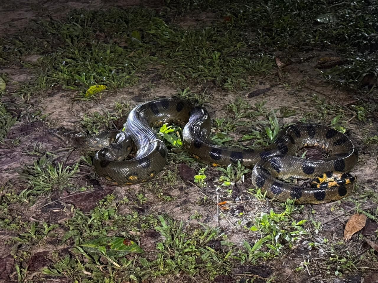 Una serpiente en el suelo.