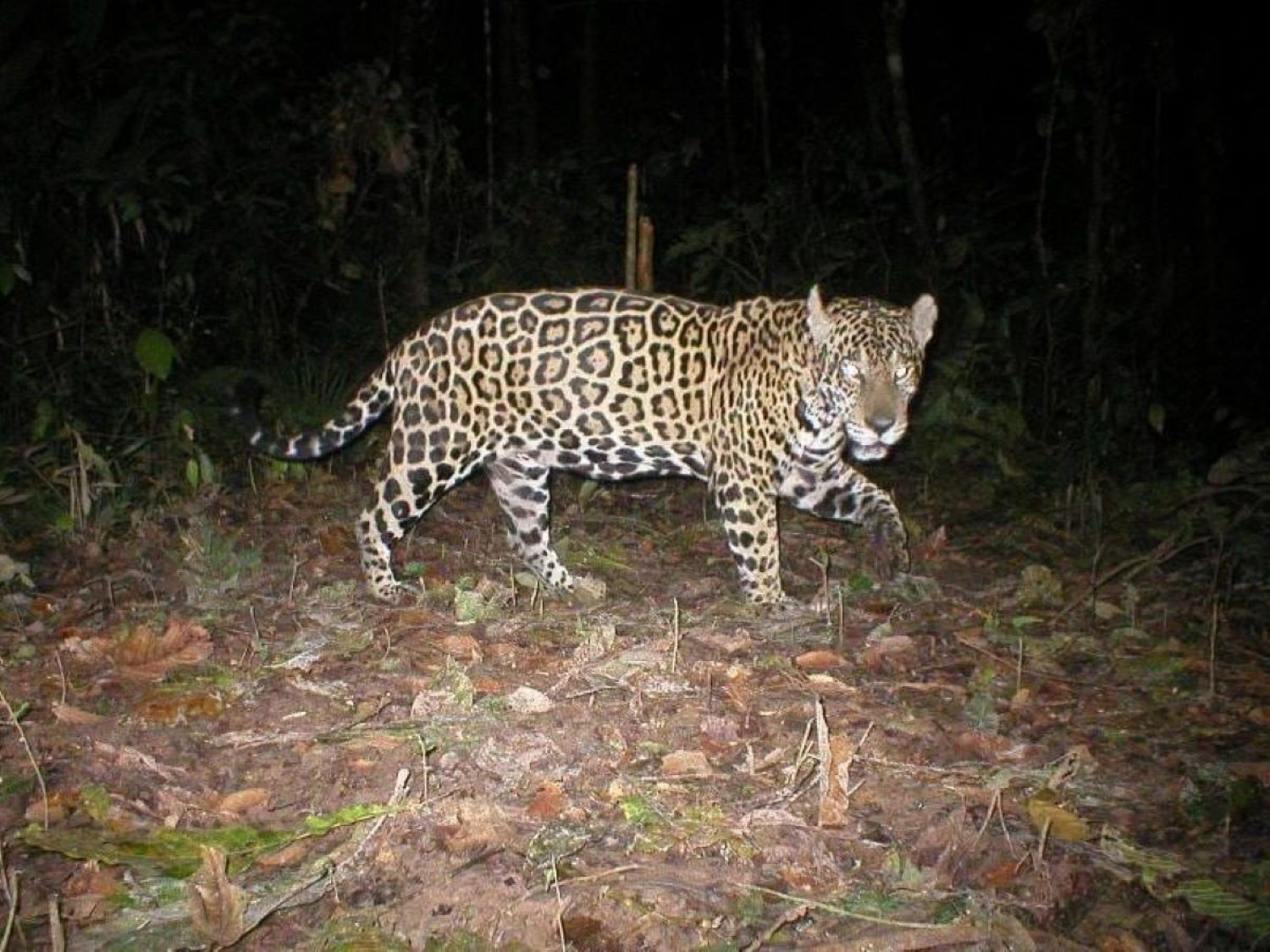 En leopard går i et skovområde om natten.
