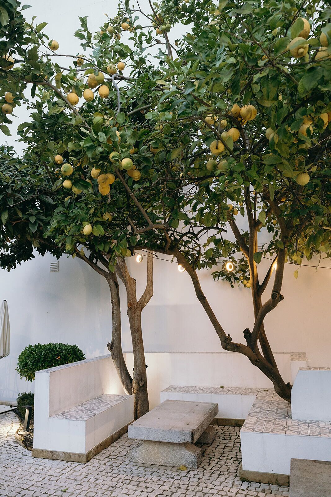 Un patio con limonero, paredes blancas y suelo de baldosas.