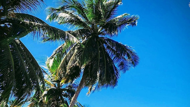 A beach with palm trees and a clear blue sky. - Surfside Beach Condo in wonderful Aguada, PR (Aguada)