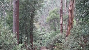 Un área boscosa con un sendero de tierra que serpentea entre una vegetación densa y árboles altos.