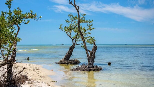 A beach with clear blue water, a sandy shore, and three trees emerging from the water. - Find your perfect home in Fort Myers - Affordable, comfortable & ready for you  (Fort Myers)