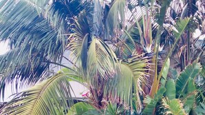 Un jardin luxuriant, agrémenté de diverses plantes tropicales, notamment des palmiers et des plantes à fleurs, qui entoure un bâtiment.