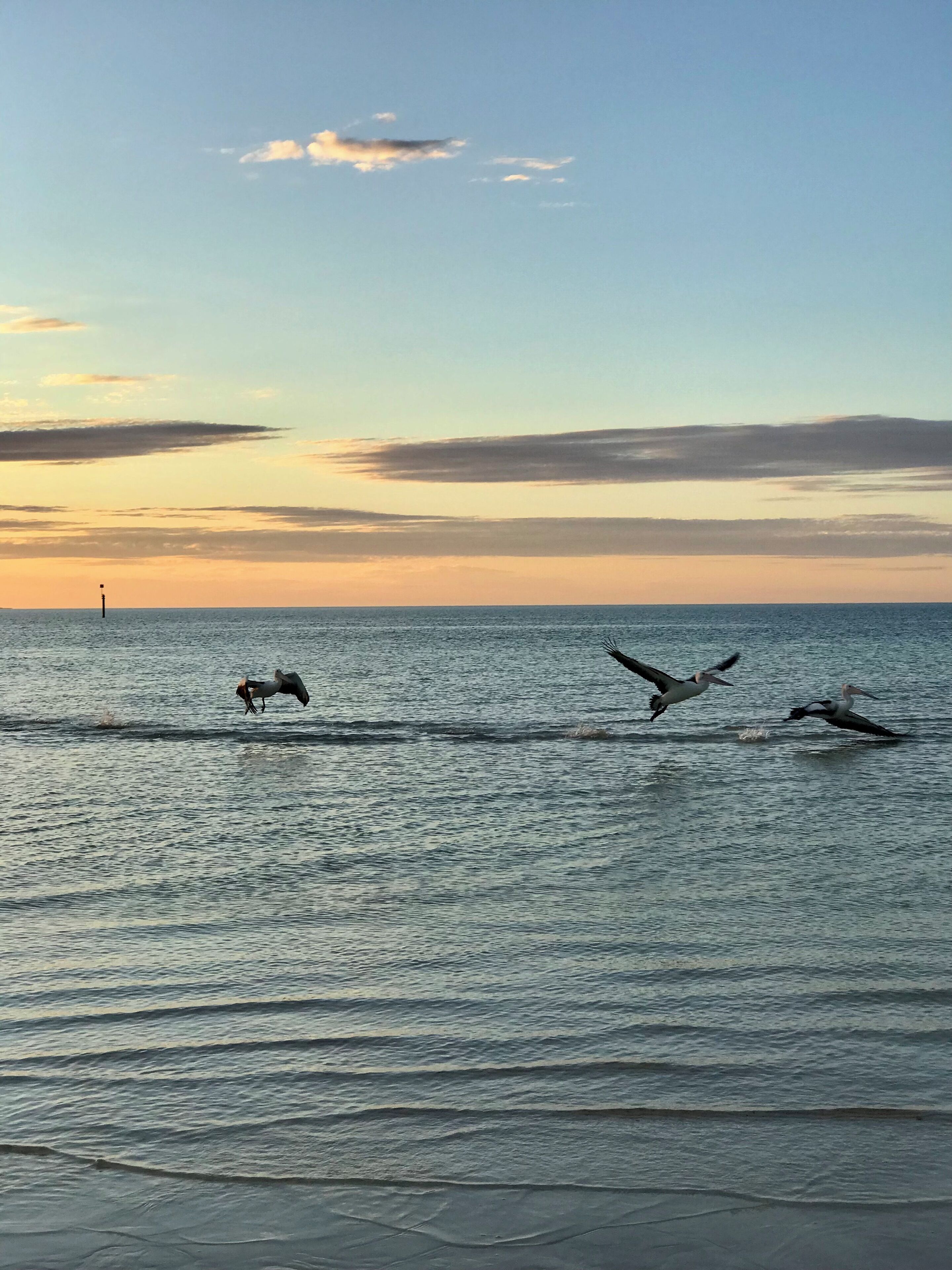 Un coucher de soleil sur une mer calme, avec des oiseaux qui volent.