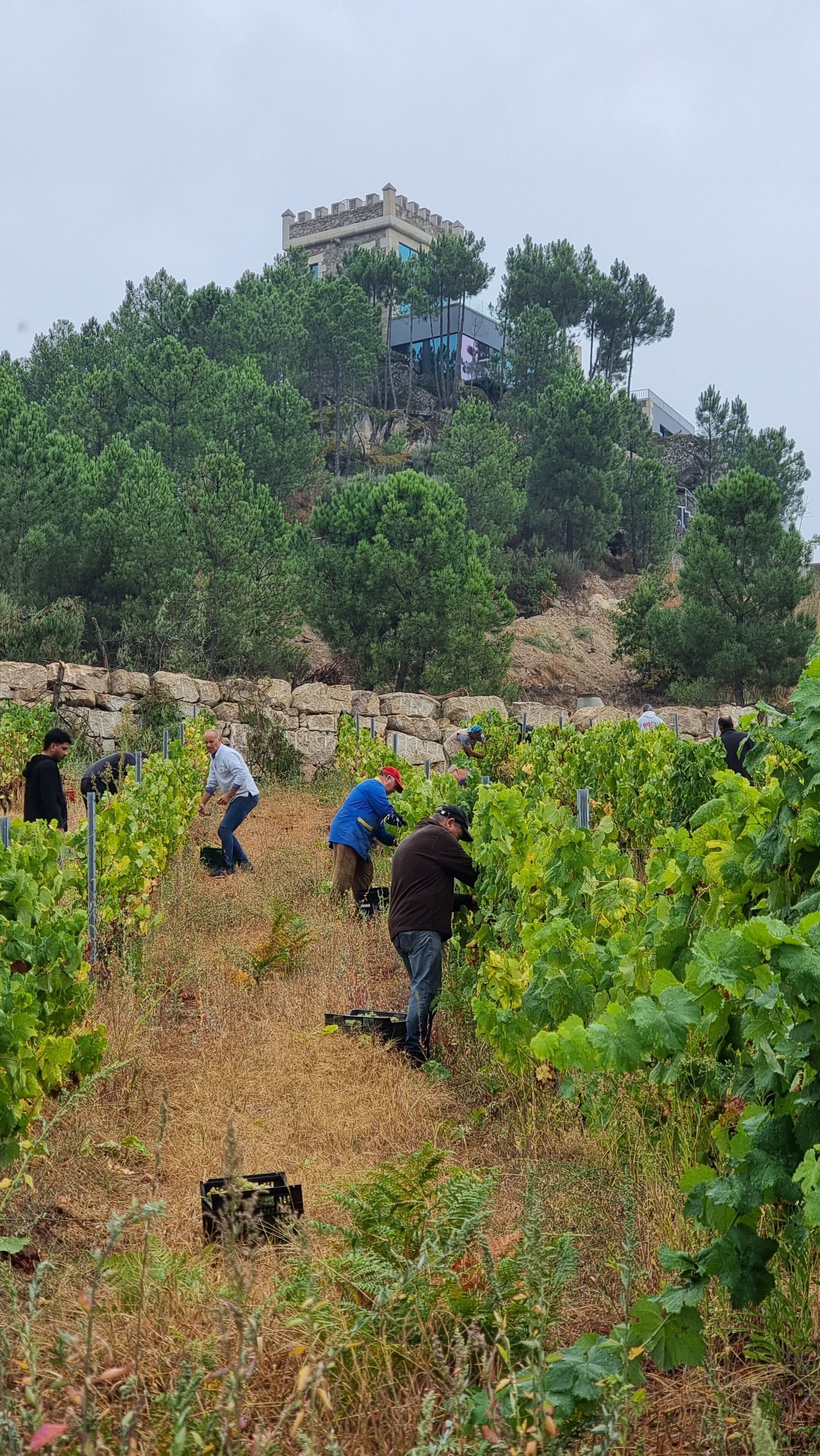 Vineyard