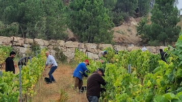 Vineyard