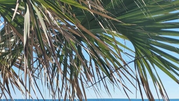 A beach scene with palm trees and the ocean in the background. - Charming 3-bedroom house in lovely Foley just 7 miles to the beach. (Foley)