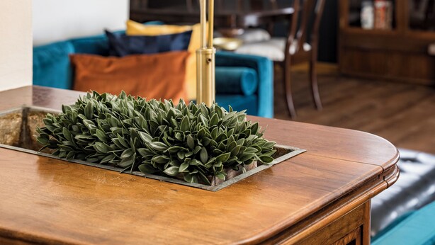 A wooden table with a plant on it, a blue sofa, and a dining area in the background. - Spacious 4-bedroom house, Fenced Yard, Central Denver & Boulder (Denver)