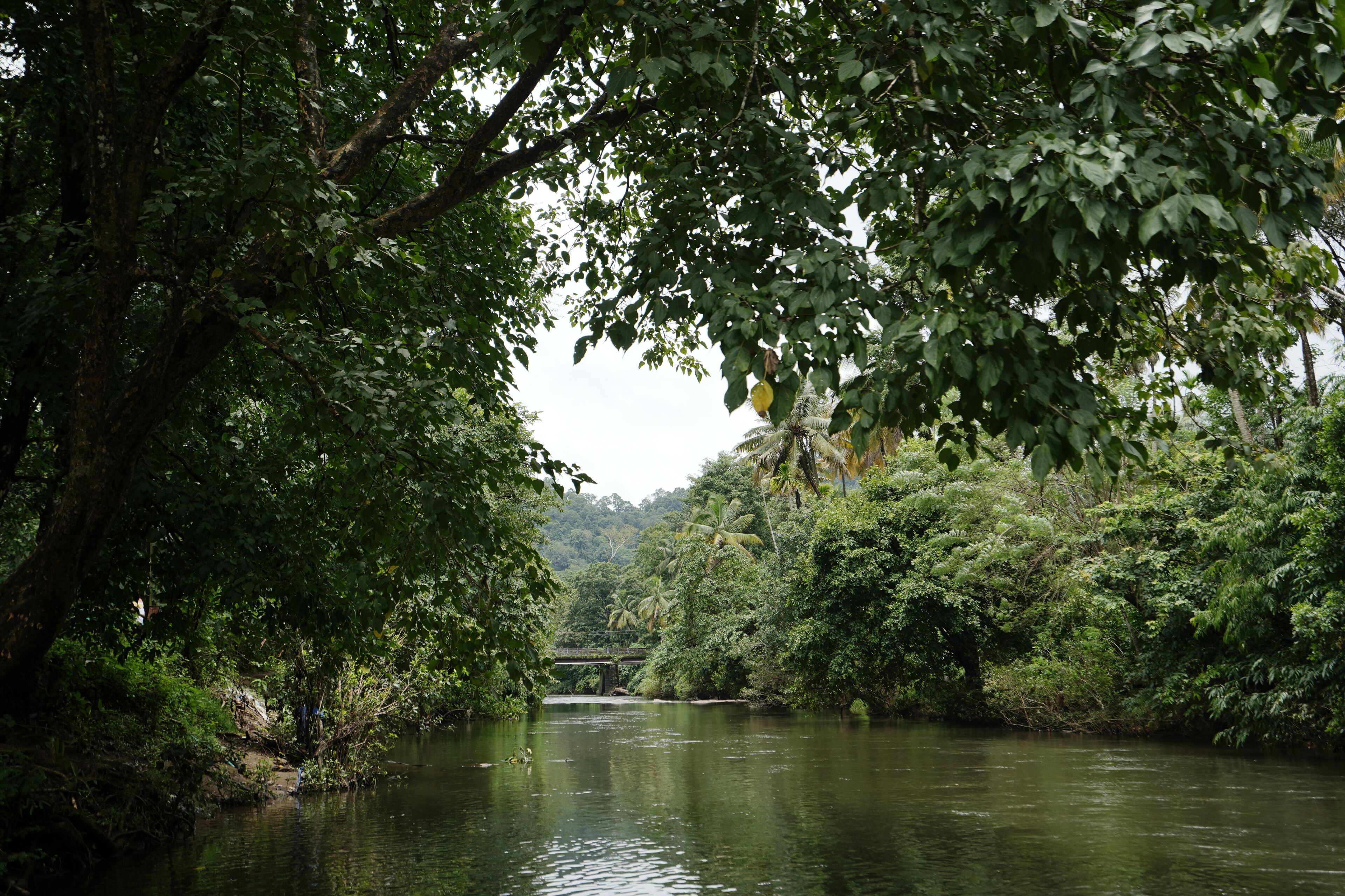 A river surrounded by dense greenery and a bridge in the distance.