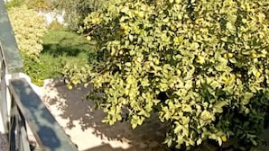 Uma área de jardim com uma árvore e um caminho pavimentado.