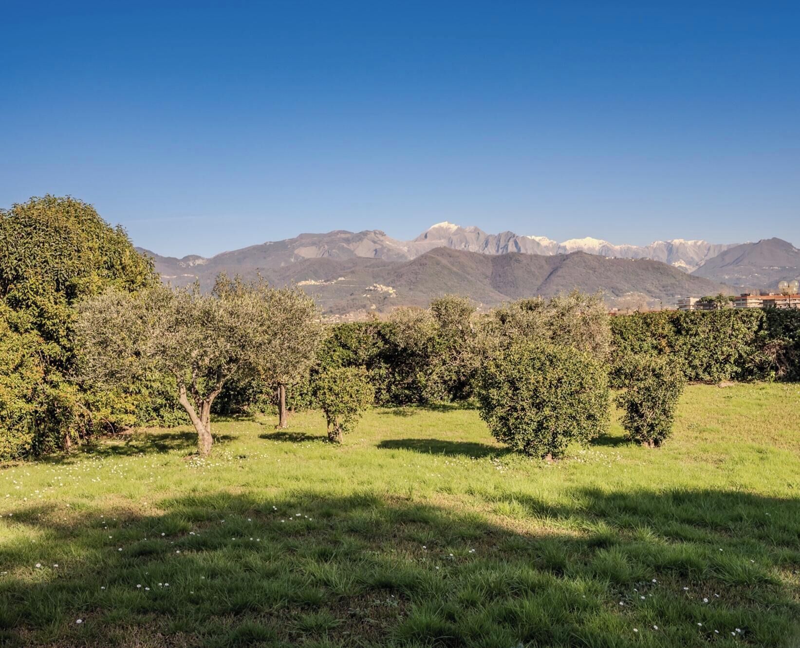Un vignoble avec des rangées d’arbres et une chaîne de montagnes en arrière-plan.