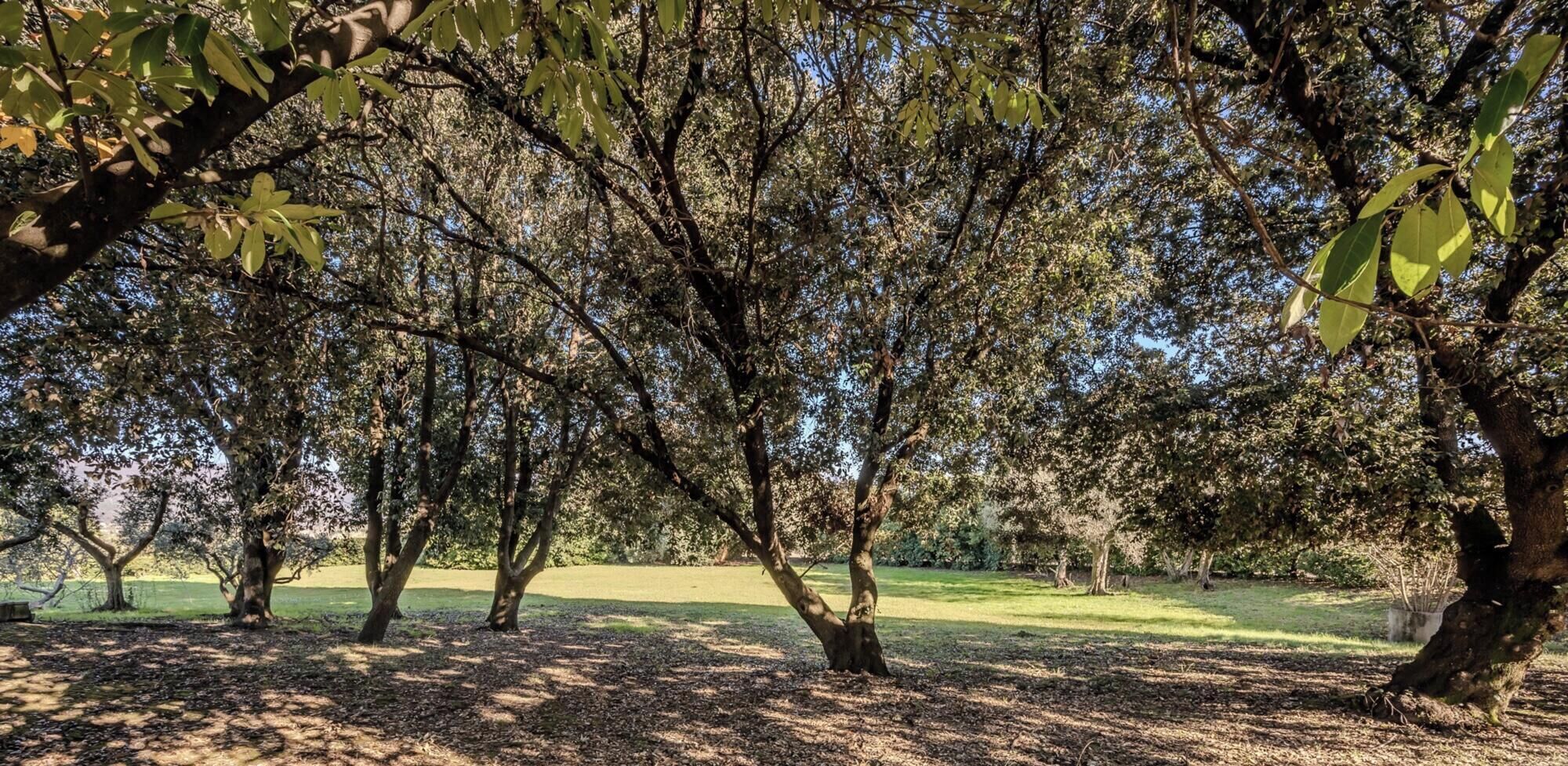 Un parque con varios árboles y una zona verde.