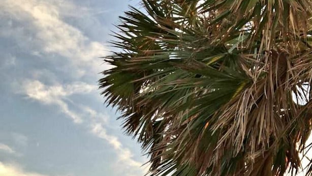 Un paseo marítimo de madera que lleva a una playa con una palmera y un letrero que dice 'No Entry'.