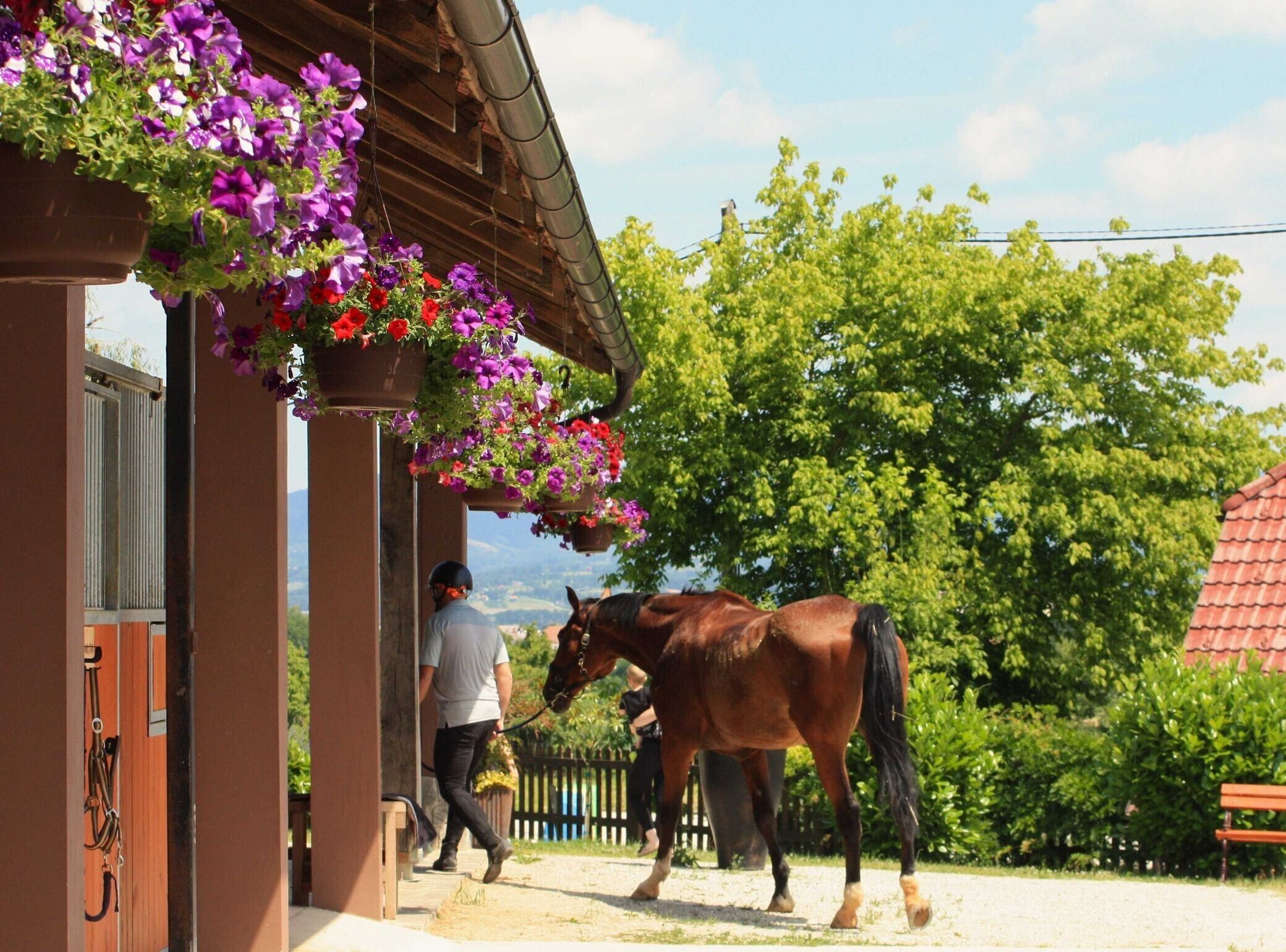 A horse walking past a building with hanging flower baskets.