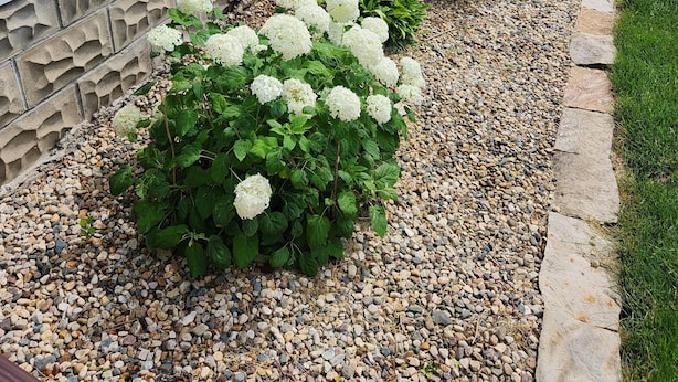 Zona residencial con muro de piedra, baranda blanca y arbustos de hortensia blanca.