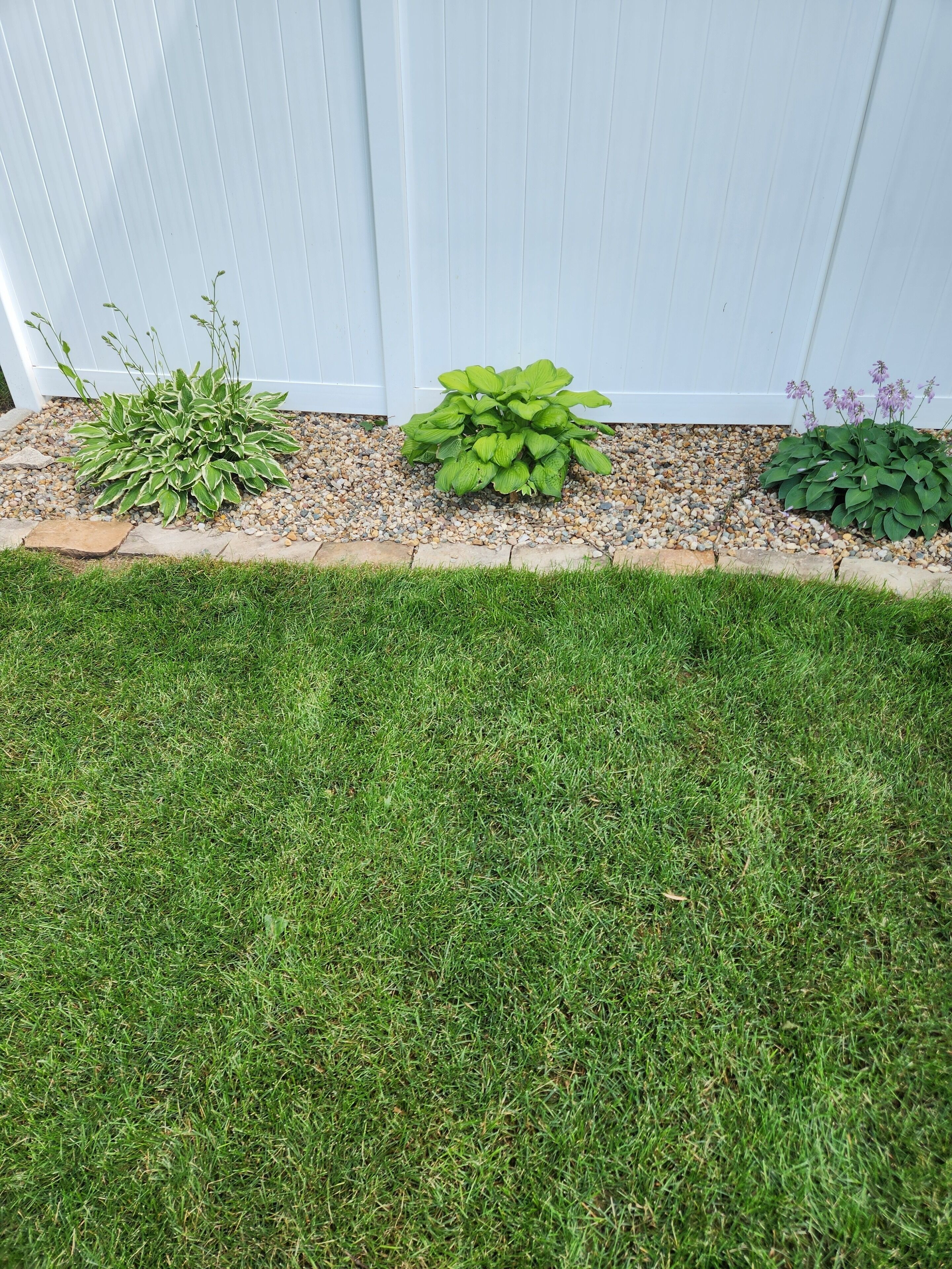 Un jardin bien entretenu, avec une variété de plantes et une pelouse soigneusement taillée.