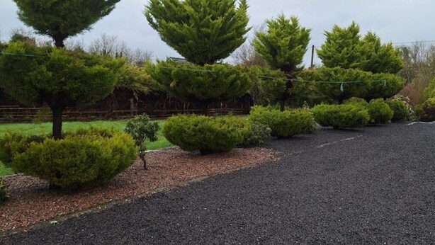 A gravel driveway with a row of coniferous trees and a grassy area in the background. - Welcome to Tunmobi Villa, home away from home.

 (Ballyjamesduff)
