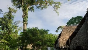Un sentier en bois mène à une construction au toit de chaume, entourée d’une végétation luxuriante et d’un grand arbre.