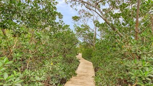 A wooden boardwalk through a dense mangrove forest. - Close to Beach, Secluded Pier with Partial Bay Views - Blue Bayou B - Roelens (Fort Myers Beach)