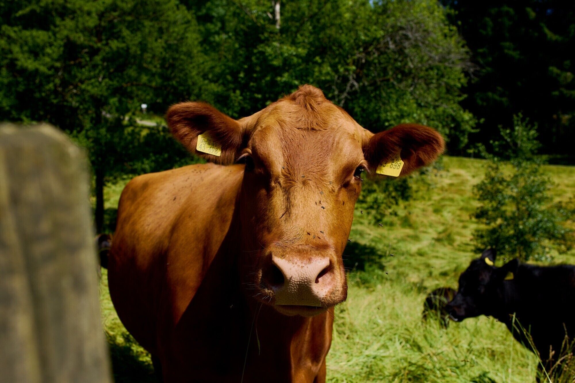 Een bruine koe met oorlabels in een grasveld, met bomen op de achtergrond.
