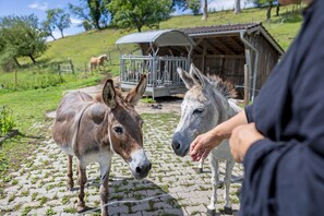 Um burro e um cavalo em uma área pavimentada, com uma estrutura de madeira ao fundo.