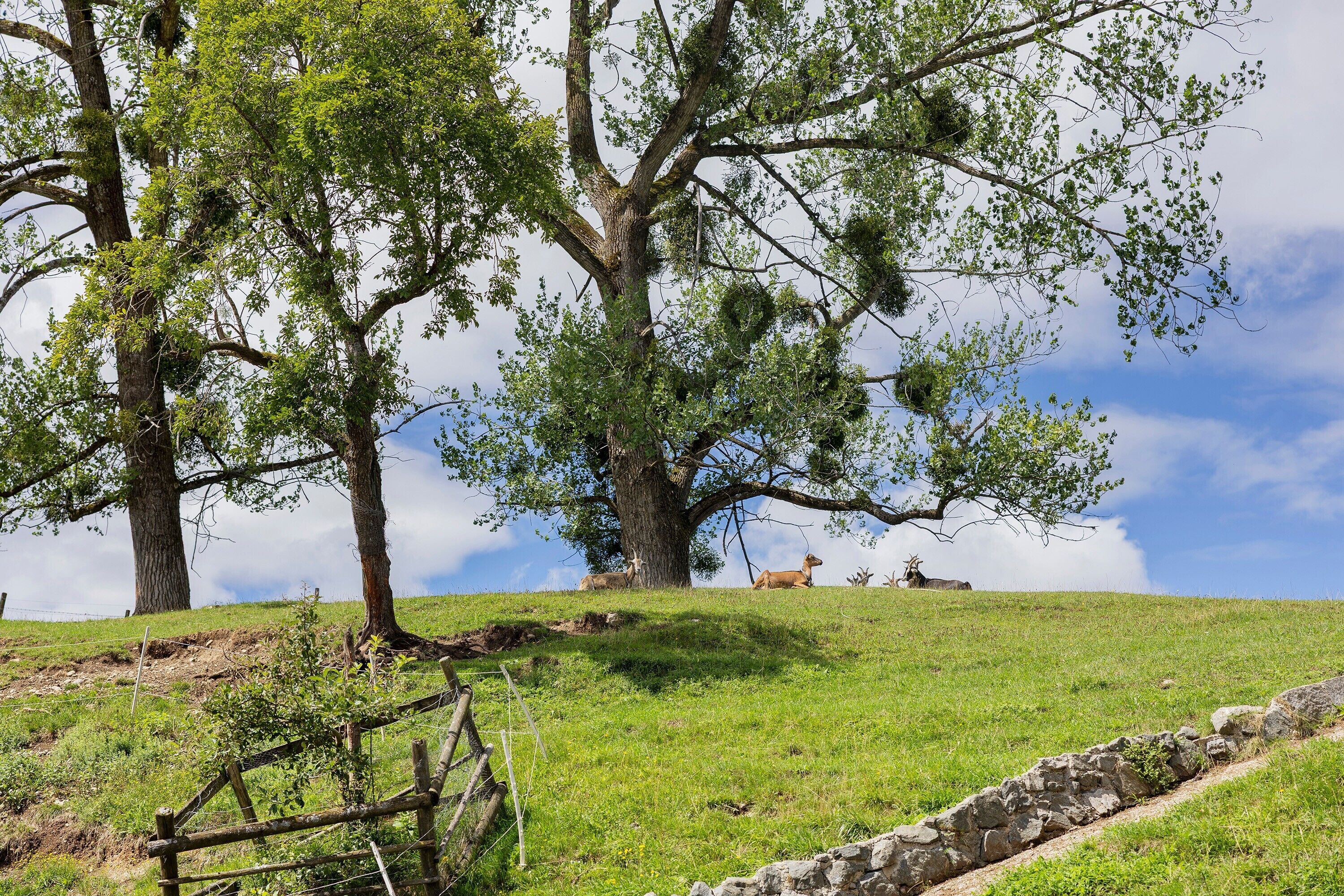 A grassy hill with trees and a stone wall.