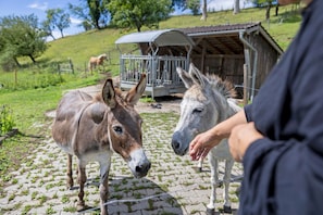 A donkey and a horse standing on a paved area with a wooden structure in the background. - Mattress Dormitory 'Yellow' with Shared Terrace & Garden, WITHOUT Kitchen (Seeshaupt)