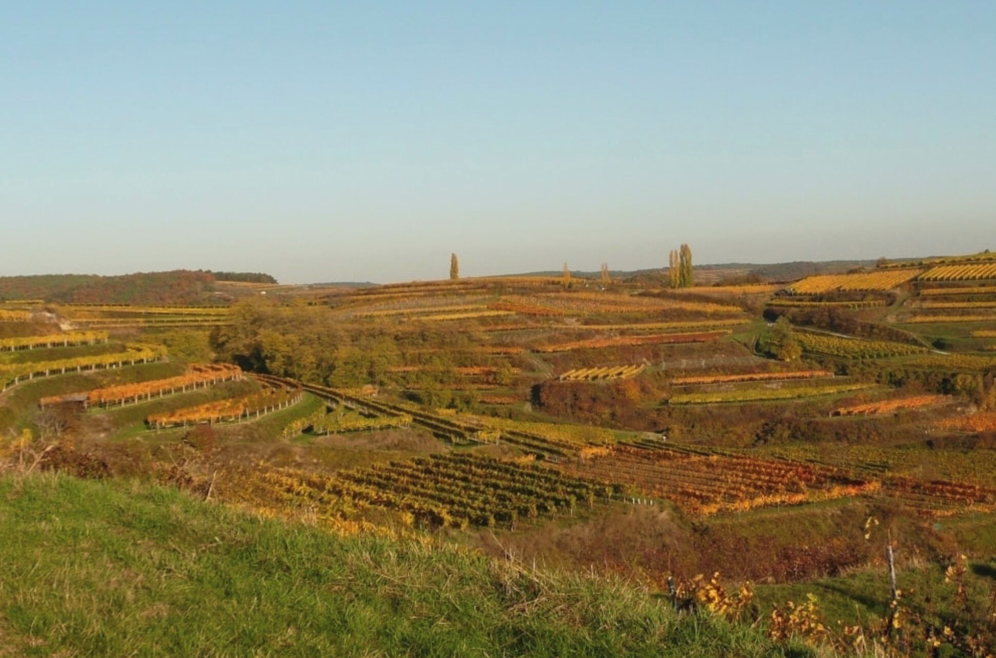 Eine Weinlandschaft mit terrassenförmigen Feldern und Gebäuden in der Ferne.