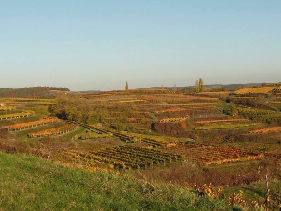 Paisaje de viñedo con campos escalonados y estructuras lejanas.