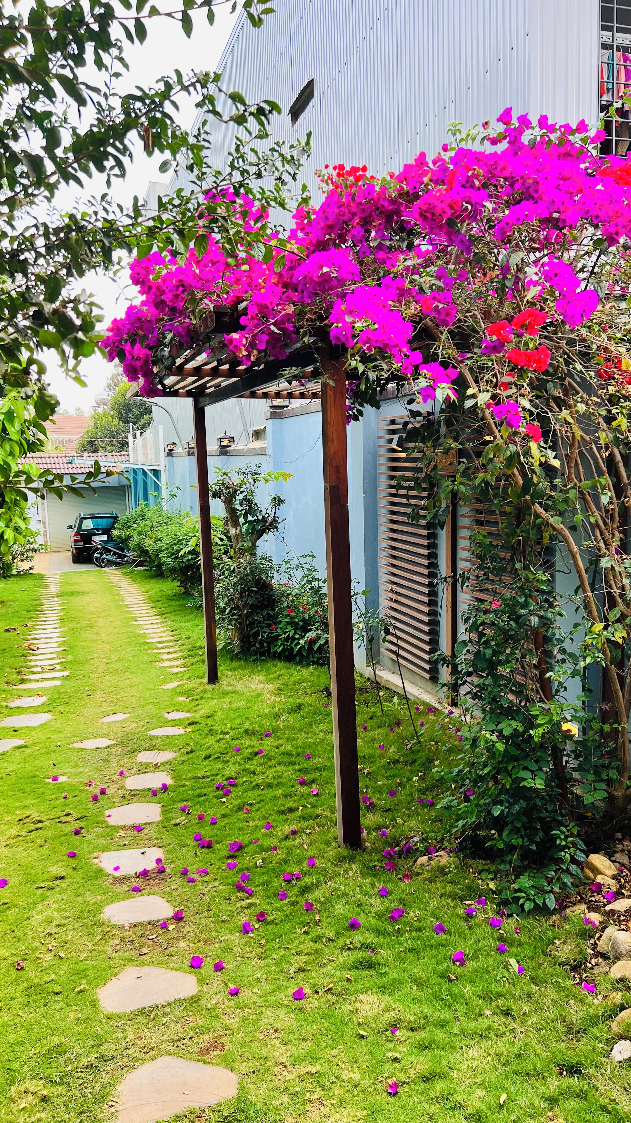 A garden with a pergola covered in vibrant pink flowers, a stone pathway, and a parked car.