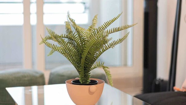 A glass-top table with a potted fern in the center, a lamp to the right, and a green couch in the background. - Urban apartment Santa Rosa Ideal for Couples (Santiago)