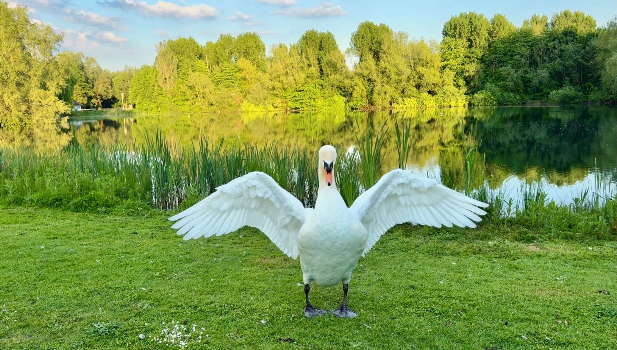 A swan standing on grass with its wings spread, surrounded by a lake and trees.